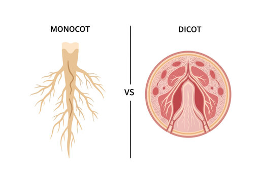 Monocot and dicot root systems compared in botanical illustration