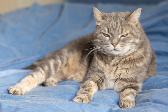 A cute domestic cat relaxing and resting comfortably on a soft bed. The image features a shallow depth of field with a blurred background, drawing focus to the feline's peaceful expression and the coz