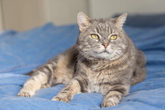 A cute domestic cat relaxing and resting comfortably on a soft bed. The image features a shallow depth of field with a blurred background, drawing focus to the feline's peaceful expression and the coz