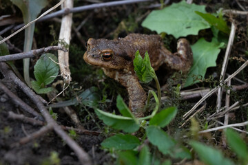 Fototapeta premium Toad sits among green plants on a forest floor during the daytime near a small patch of soil and leaves in a natural habitat