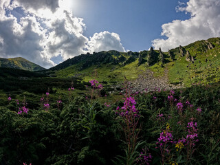 Fototapeta premium Wild Pink Flowers Blooming Near Shpytsi Rock Formations Carpathian Mountains
