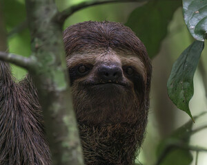 Brown-throated three-toed sloth (Bradypus variegatus) looking at camera in Costa Rica, close-up portrait of a tropical mammal in the rainforest. © Daniele Tavolini