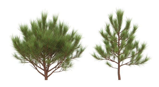 Pinus Pinaster Aiton (maritime, cluster)pine bush shrub and tree isolated png on a transparent background premium cutout
