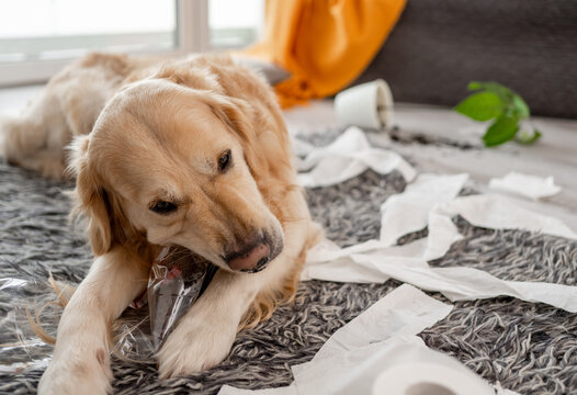 Golden Retriever Is Causing Trouble