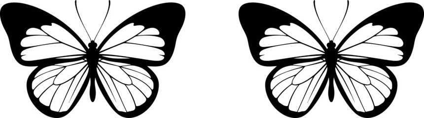 Two delicate butterflies in black and white a study in symmetry and natural beauty © MD. MAMUNAR RASHID