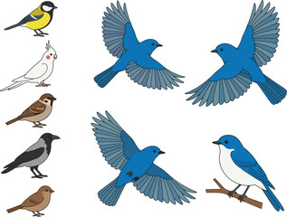 Fototapeta premium Set of Flying and Perched Birds Vector Illustrations - Diverse Bird Species in Colorful Design