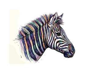 Obraz premium Vibrant, colorful zebra head sketch with expressive lines and a white background