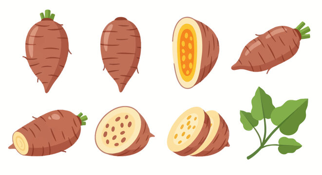 Fresh sweet potato vegetable illustration