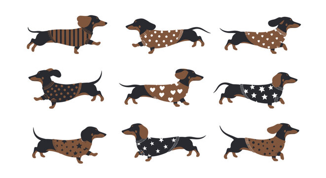 Dachshund dogs wearing patterned sweaters