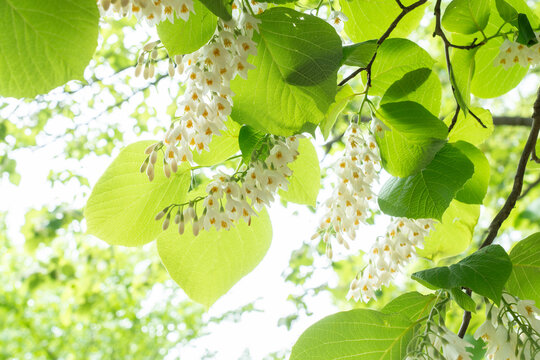 真っ白な花と緑のコントラストが爽やかな白雲木　Styrax obassia