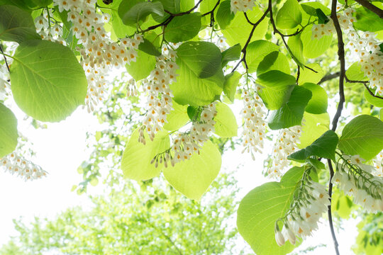 真っ白な花と緑のコントラストが爽やかな白雲木　Styrax obassia
