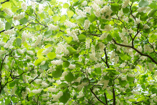 満開のハクウンボクの花　Styrax obassia