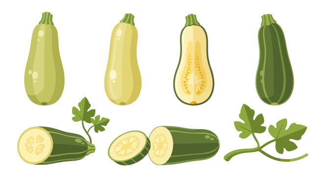 Fresh zucchini vegetable illustrations