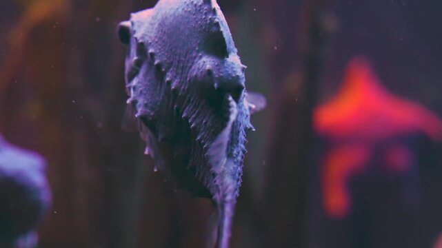 Close up of A Lumpsucker  or Cyclopteridae
fish in profile swimming slowly up underwater
