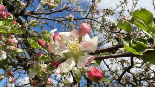 Blossoming apple tree in the garden.