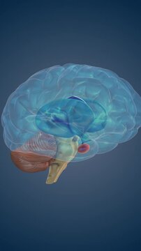 Thalamus Processing Sensory Signals for Brain Function
