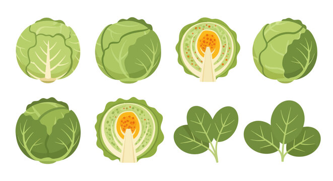 Fresh cabbage and spinach illustrations