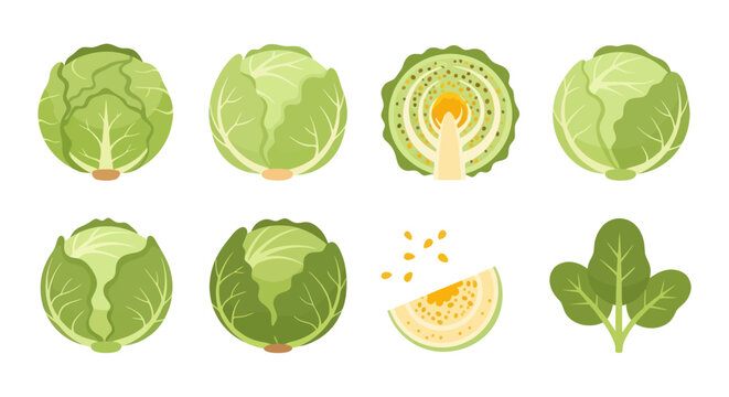 Fresh cabbage collection isolated on white