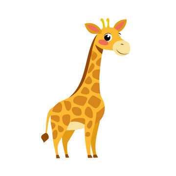 giraffe isolated on white