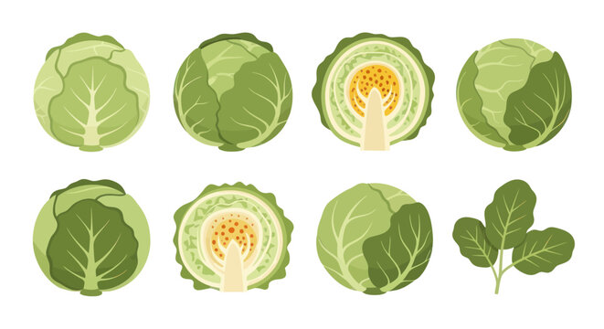 Fresh green cabbage heads illustration