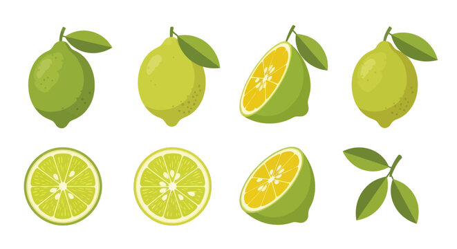 Fresh limes isolated vector illustration