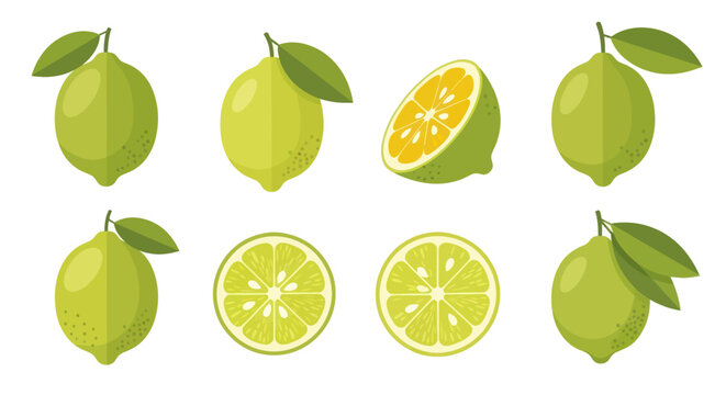 Fresh limes vector illustration