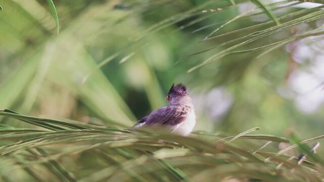 A cute baby bulbul bird is perched on the tree
