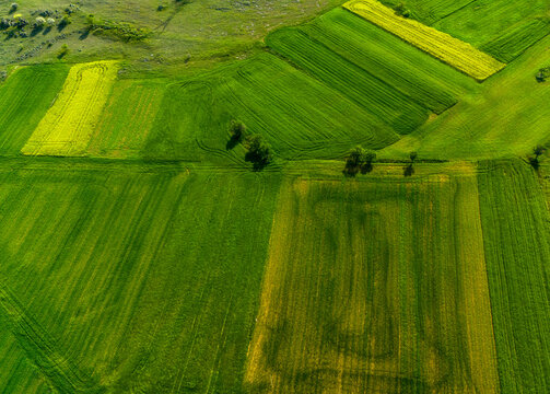 green rice field