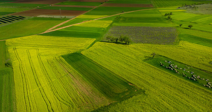 rice fields greece