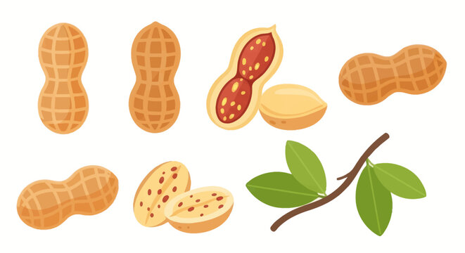 Illustrated peanuts set on white background