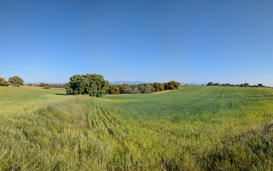 Fototapeta premium Green fields in a rural area with trees and distant mountains during the daytime