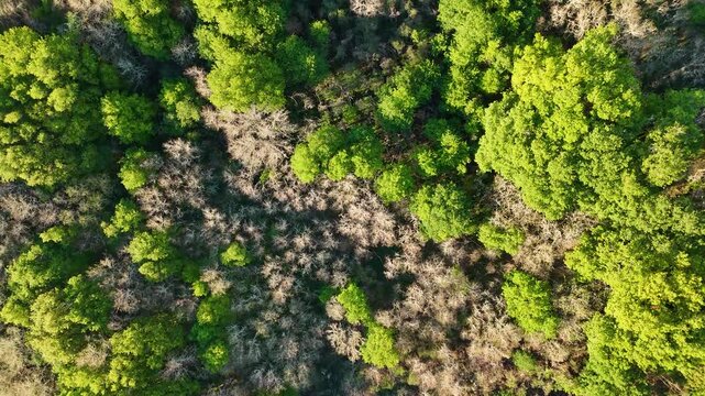 Aerial top down view flying over green forest treetops