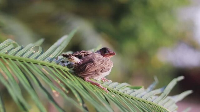 A cute baby bulbul bird is perched on the tree