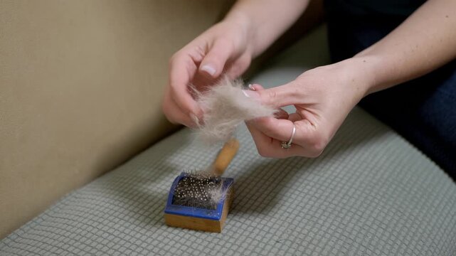 A woman carefully peels a clump of shed fur from a pet slicker brush held over a textured sofa. Concept of pet ownership, routine animal grooming, house cleaning, and hair removal.