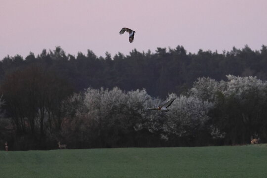 great bustard