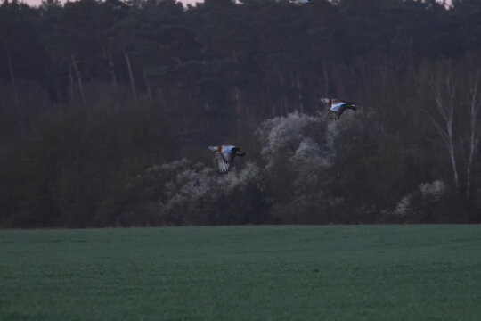 great bustard