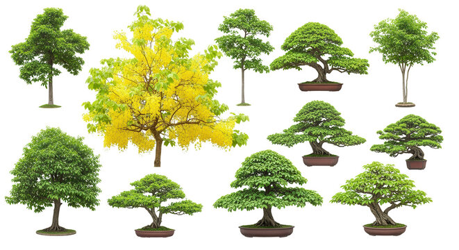 Collection Trees and bonsai green leaves. total 10 trees. The Ratchaphruek tree is blooming bright yellow. (png)
