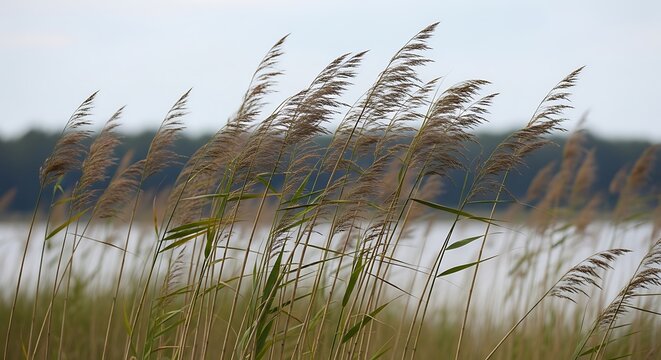 Brown grass blowing in the wind.