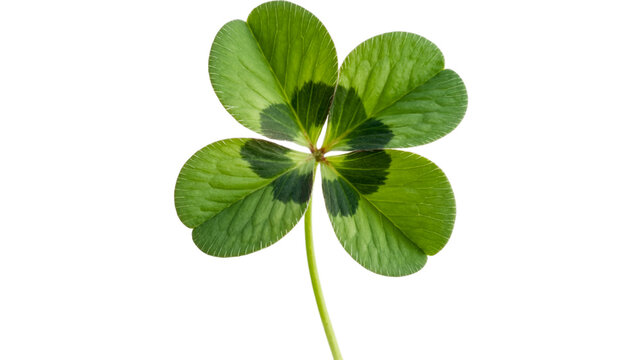 Vibrant Green Four- Leaf Clover Stem on White Background four-leaf lucky