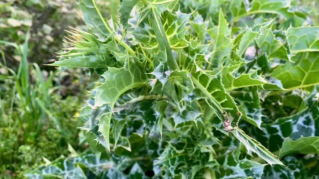 Milk thistle or Silybum marianum Flower and wild plant