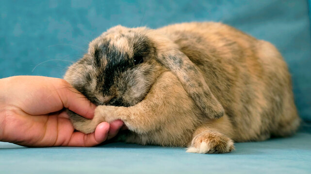 A close view shows a rabbit resting while a hand gently demonstrates its dewlap, soft lighting emphasizes texture and natural form. The image highlights animal anatomy, care, and responsible pet