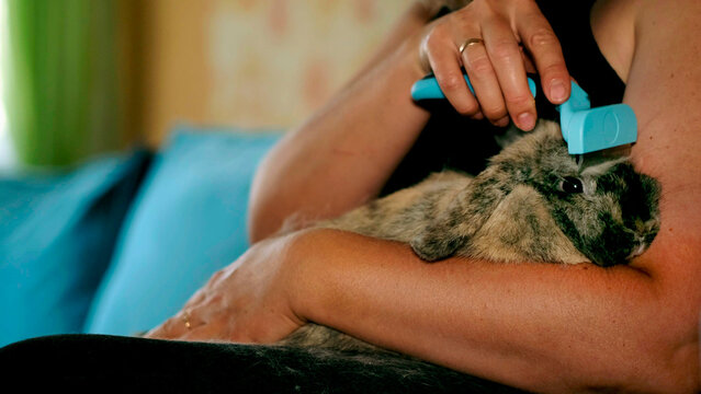 A woman sits on a sofa brushing a rabbit, mid shot shows collected fur and focused grooming action in soft indoor light. The scene reflects routine pet care and responsibility for maintaining animal