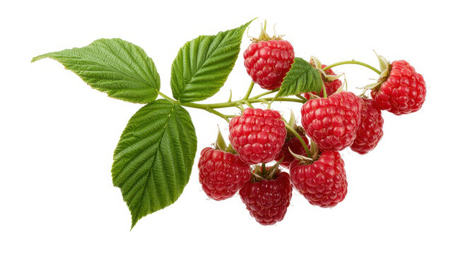 Fresh red raspberries hanging on a branch with green leaves isolated on a white background