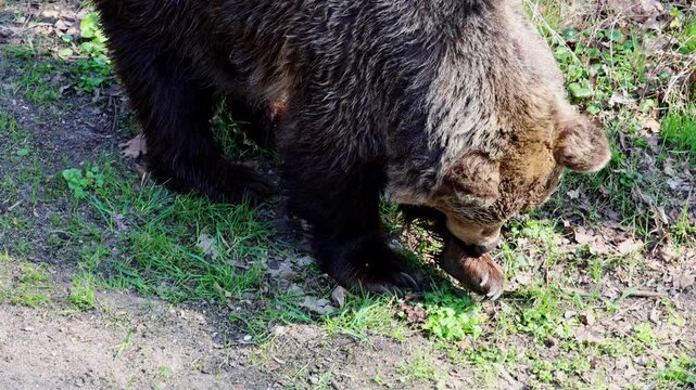 Brown bear forages for food on grassy ground, sniffing and inspecting the area, surrounded by trees and foliage in a natural outdoor setting