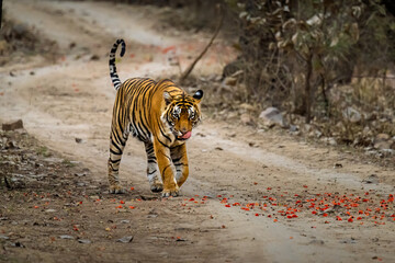 tiger in the wild © John