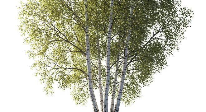 Birch trees betula trees isolated png in sunny daylight on a transparent background premium cutou