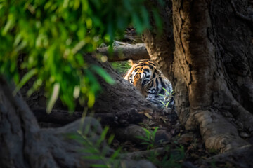 tiger in the jungle © John