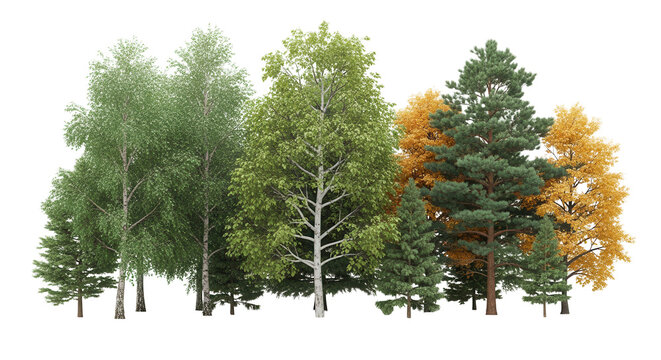 Frontal view Forest mixed trees (birch, sycamore platanus, spruce, pine, maple and other) isolated png on a transparent
