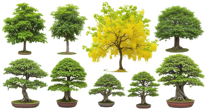 Collection Trees and bonsai green leaves. total 1 trees. The Ratchaphruek tree is blooming bright yellow. (png