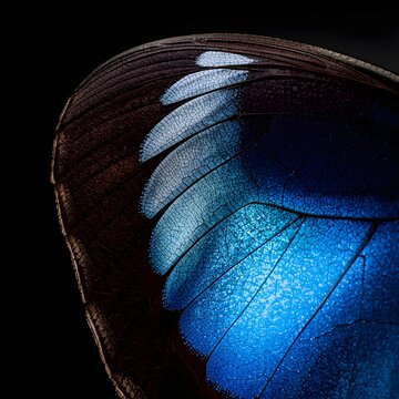 Macro Shot of Blue Morpho Butterfly Wing with Shimmering Iridescent Scales and Detailed Microscopic Texture